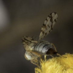 Austrotephritis poenia at Blue Devil Grassland, Umbagong Park (BDG) - 10 Nov 2023