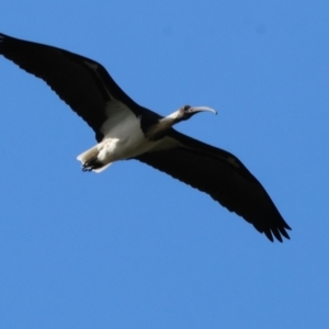 Threskiornis spinicollis at Willow Park - 12 Nov 2023 07:48 AM