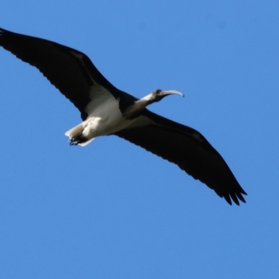 Threskiornis spinicollis (Straw-necked Ibis) at Willow Park - 11 Nov 2023 by KylieWaldon