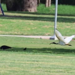 Threskiornis molucca (Australian White Ibis) at Wodonga, VIC - 11 Nov 2023 by KylieWaldon