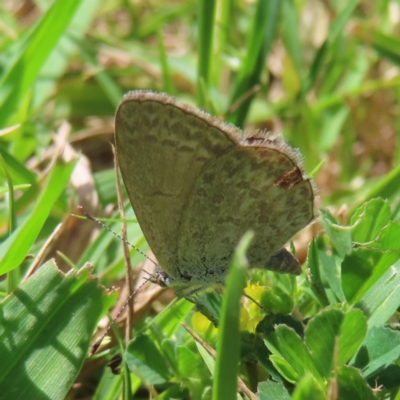 Zizina otis (Common Grass-Blue) at QPRC LGA - 12 Nov 2023 by MatthewFrawley