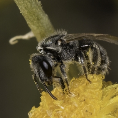 Lasioglossum (Chilalictus) sp. (genus & subgenus) (Halictid bee) at Latham, ACT - 10 Nov 2023 by kasiaaus