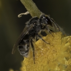 Lasioglossum (Chilalictus) sp. (genus & subgenus) at Latham, ACT - 10 Nov 2023