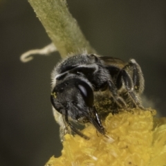 Lasioglossum (Chilalictus) sp. (genus & subgenus) at Blue Devil Grassland, Umbagong Park (BDG) - 10 Nov 2023