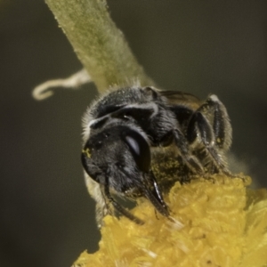 Lasioglossum (Chilalictus) sp. (genus & subgenus) at Latham, ACT - 10 Nov 2023