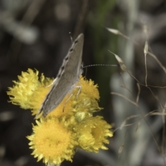 Zizina otis (Common Grass-Blue) at Blue Devil Grassland, Umbagong Park (BDG) - 10 Nov 2023 by kasiaaus