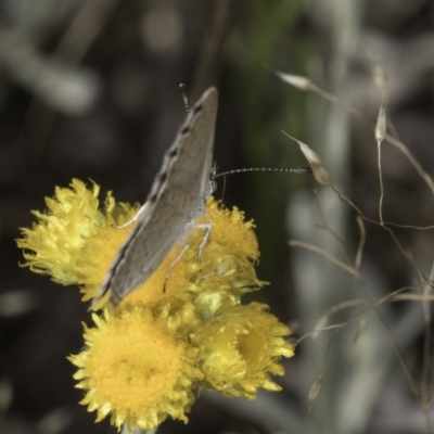 Zizina otis (Common Grass-Blue) at Blue Devil Grassland, Umbagong Park (BDG) - 10 Nov 2023 by kasiaaus