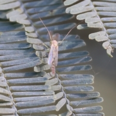 Chironomidae (family) (Non-biting Midge) at Willow Park - 12 Nov 2023 by KylieWaldon