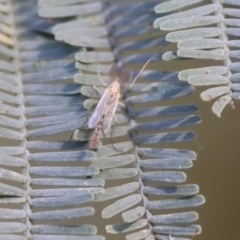 Chironomidae (family) at Willow Park - 12 Nov 2023