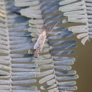 Chironomidae (family) at Willow Park - 12 Nov 2023 07:52 AM