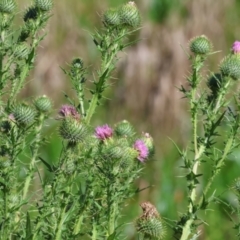 Cirsium vulgare (Spear Thistle) at Willow Park - 12 Nov 2023 by KylieWaldon