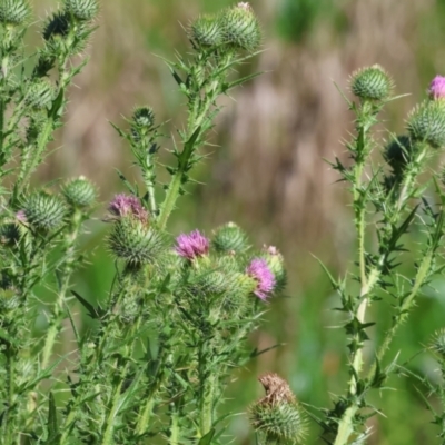 Cirsium vulgare (Spear Thistle) at Willow Park - 11 Nov 2023 by KylieWaldon