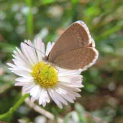 Zizina otis (Common Grass-Blue) at QPRC LGA - 12 Nov 2023 by MatthewFrawley