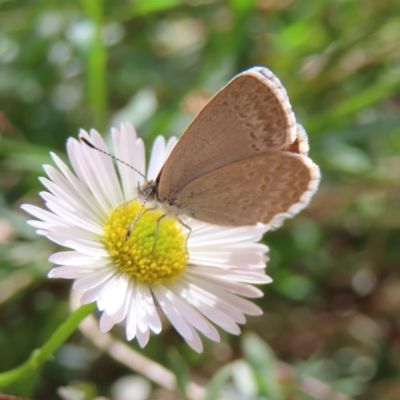 Zizina otis (Common Grass-Blue) at QPRC LGA - 12 Nov 2023 by MatthewFrawley