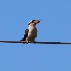 Dacelo novaeguineae (Laughing Kookaburra) at Wodonga, VIC - 11 Nov 2023 by KylieWaldon