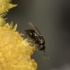 Chalcidoidea (superfamily) (A gall wasp or Chalcid wasp) at Latham, ACT - 10 Nov 2023 by kasiaaus