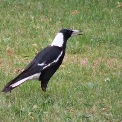 Gymnorhina tibicen (Australian Magpie) at Braidwood, NSW - 12 Nov 2023 by MatthewFrawley