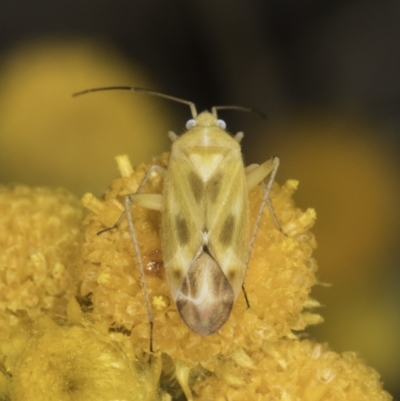 Miridae (family) (Unidentified plant bug) at Latham, ACT - 10 Nov 2023 by kasiaaus