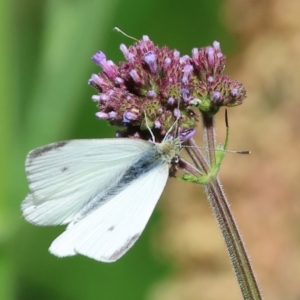 Pieris rapae at Wodonga - 12 Nov 2023