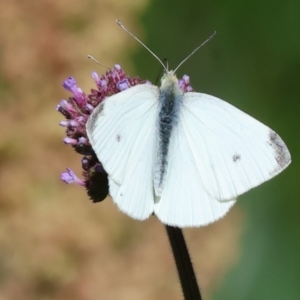 Pieris rapae at Wodonga - 12 Nov 2023