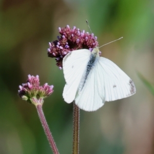 Pieris rapae at Wodonga - 12 Nov 2023