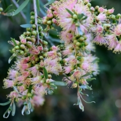 Callistemon sieberi (River Bottlebrush) at Wodonga, VIC - 11 Nov 2023 by KylieWaldon