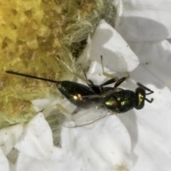 Torymidae (family) (Torymid wasp) at Latham, ACT - 10 Nov 2023 by kasiaaus