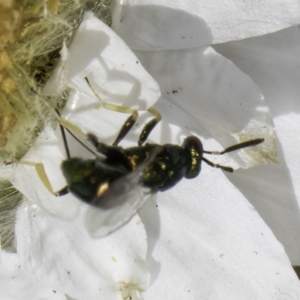 Torymidae (family) at Blue Devil Grassland, Umbagong Park (BDG) - 10 Nov 2023