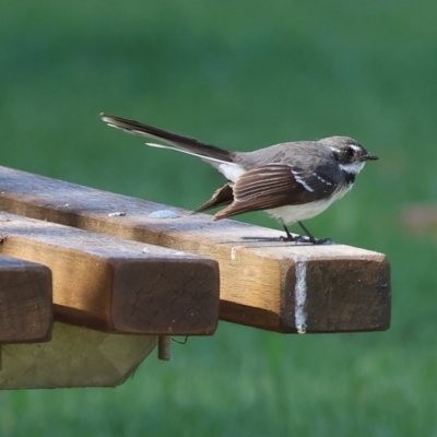 Rhipidura albiscapa (Grey Fantail) at Wodonga - 12 Nov 2023 by KylieWaldon