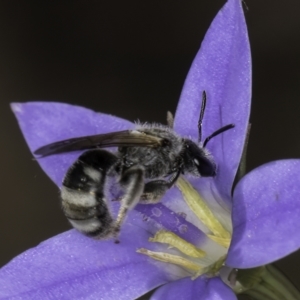 Lasioglossum (Chilalictus) sp. (genus & subgenus) at Latham, ACT - 10 Nov 2023