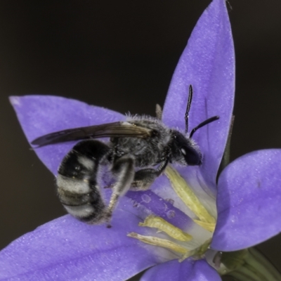 Lasioglossum (Chilalictus) sp. (genus & subgenus) (Halictid bee) at Latham, ACT - 10 Nov 2023 by kasiaaus