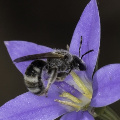 Lasioglossum (Chilalictus) sp. (genus & subgenus) (Halictid bee) at Blue Devil Grassland, Umbagong Park (BDG) - 10 Nov 2023 by kasiaaus