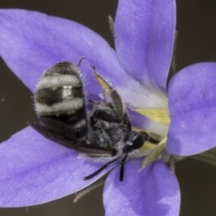 Lasioglossum (Chilalictus) sp. (genus & subgenus) at Latham, ACT - 10 Nov 2023 04:17 PM