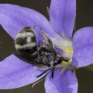 Lasioglossum (Chilalictus) sp. (genus & subgenus) at Latham, ACT - 10 Nov 2023