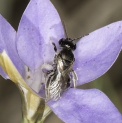 Lasioglossum (Chilalictus) sp. (genus & subgenus) at Latham, ACT - 10 Nov 2023