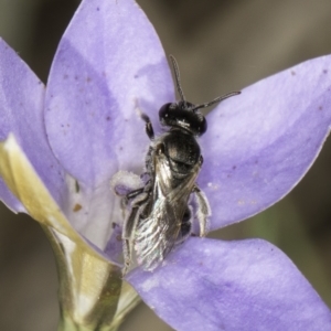 Lasioglossum (Chilalictus) sp. (genus & subgenus) at Latham, ACT - 10 Nov 2023 04:17 PM