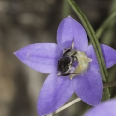 Lasioglossum (Chilalictus) sp. (genus & subgenus) at Latham, ACT - 10 Nov 2023