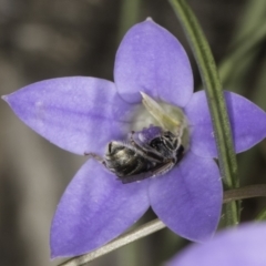 Lasioglossum (Chilalictus) sp. (genus & subgenus) at Latham, ACT - 10 Nov 2023 04:17 PM