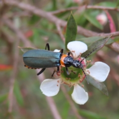 Chauliognathus lugubris (Plague Soldier Beetle) at Braidwood, NSW - 12 Nov 2023 by MatthewFrawley