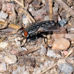 Sarcophagidae (family) (Unidentified flesh fly) at Willow Park - 12 Nov 2023 by KylieWaldon