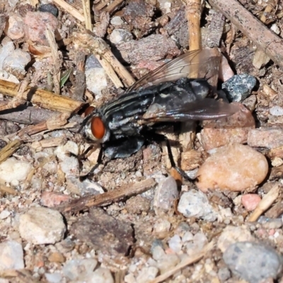 Sarcophagidae sp. (family) (Unidentified flesh fly) at Wodonga, VIC - 11 Nov 2023 by KylieWaldon