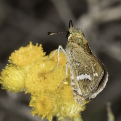 Taractrocera papyria (White-banded Grass-dart) at Latham, ACT - 10 Nov 2023 by kasiaaus