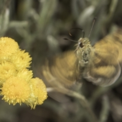 Taractrocera papyria at Blue Devil Grassland, Umbagong Park (BDG) - 10 Nov 2023