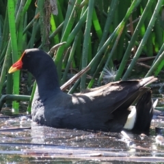 Gallinula tenebrosa (Dusky Moorhen) at Wodonga, VIC - 11 Nov 2023 by KylieWaldon