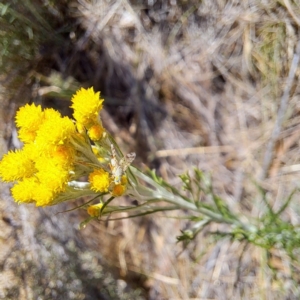 Austrotephritis sp. (genus) at Justice Robert Hope Reserve (JRH) - 10 Nov 2023