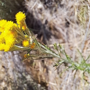 Austrotephritis sp. (genus) at Justice Robert Hope Reserve (JRH) - 10 Nov 2023