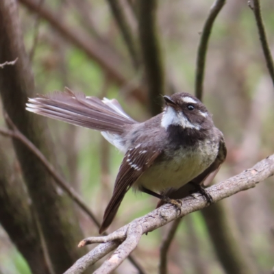 Rhipidura albiscapa (Grey Fantail) at QPRC LGA - 12 Nov 2023 by MatthewFrawley