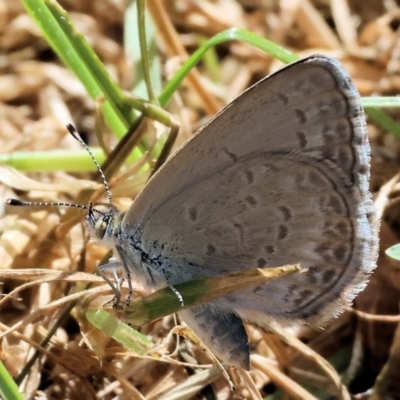 Zizina otis (Common Grass-Blue) at Wodonga - 11 Nov 2023 by KylieWaldon