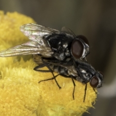 Tachinidae (family) (Unidentified Bristle fly) at Blue Devil Grassland, Umbagong Park (BDG) - 10 Nov 2023 by kasiaaus