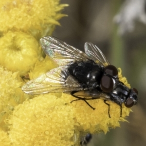 Tachinidae (family) at Latham, ACT - 10 Nov 2023